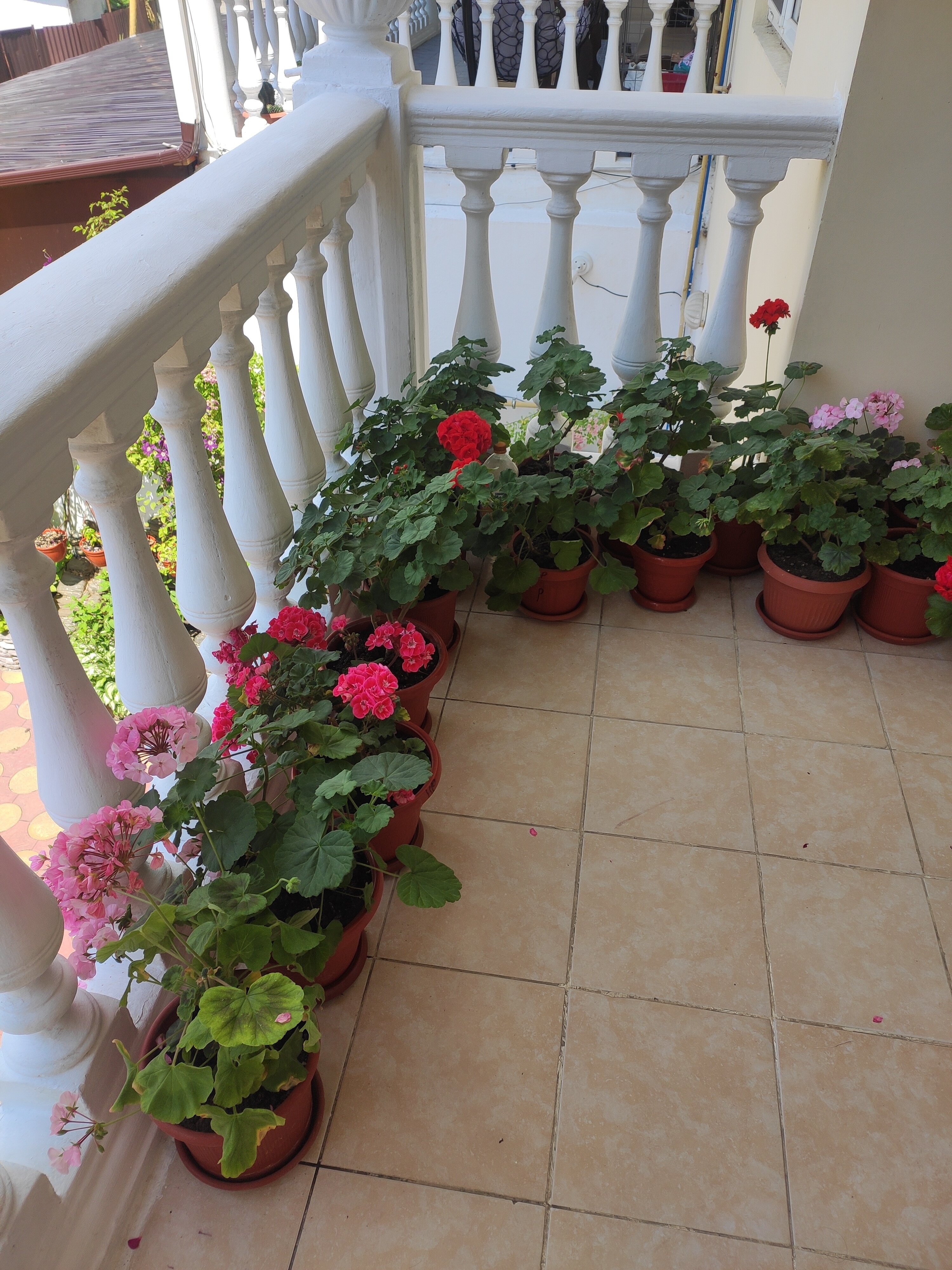 Фото Аврора