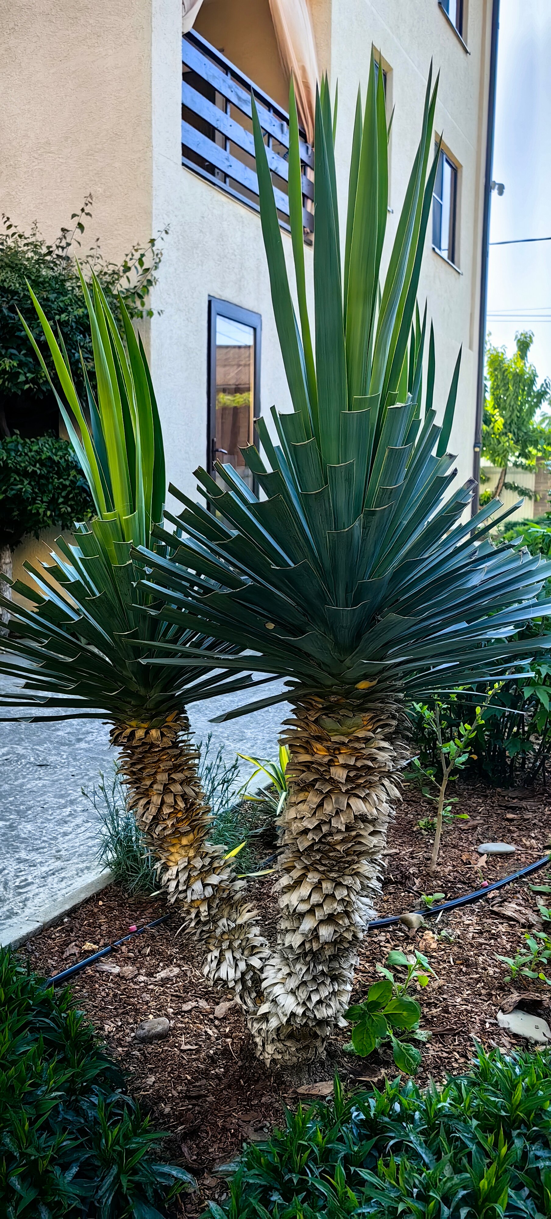 Фото Вилла SiTi