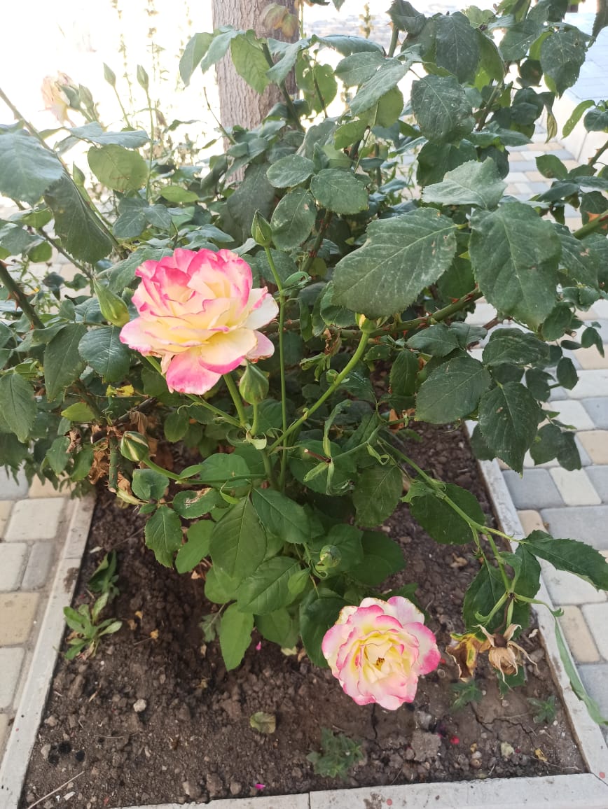 Фото Арсенал