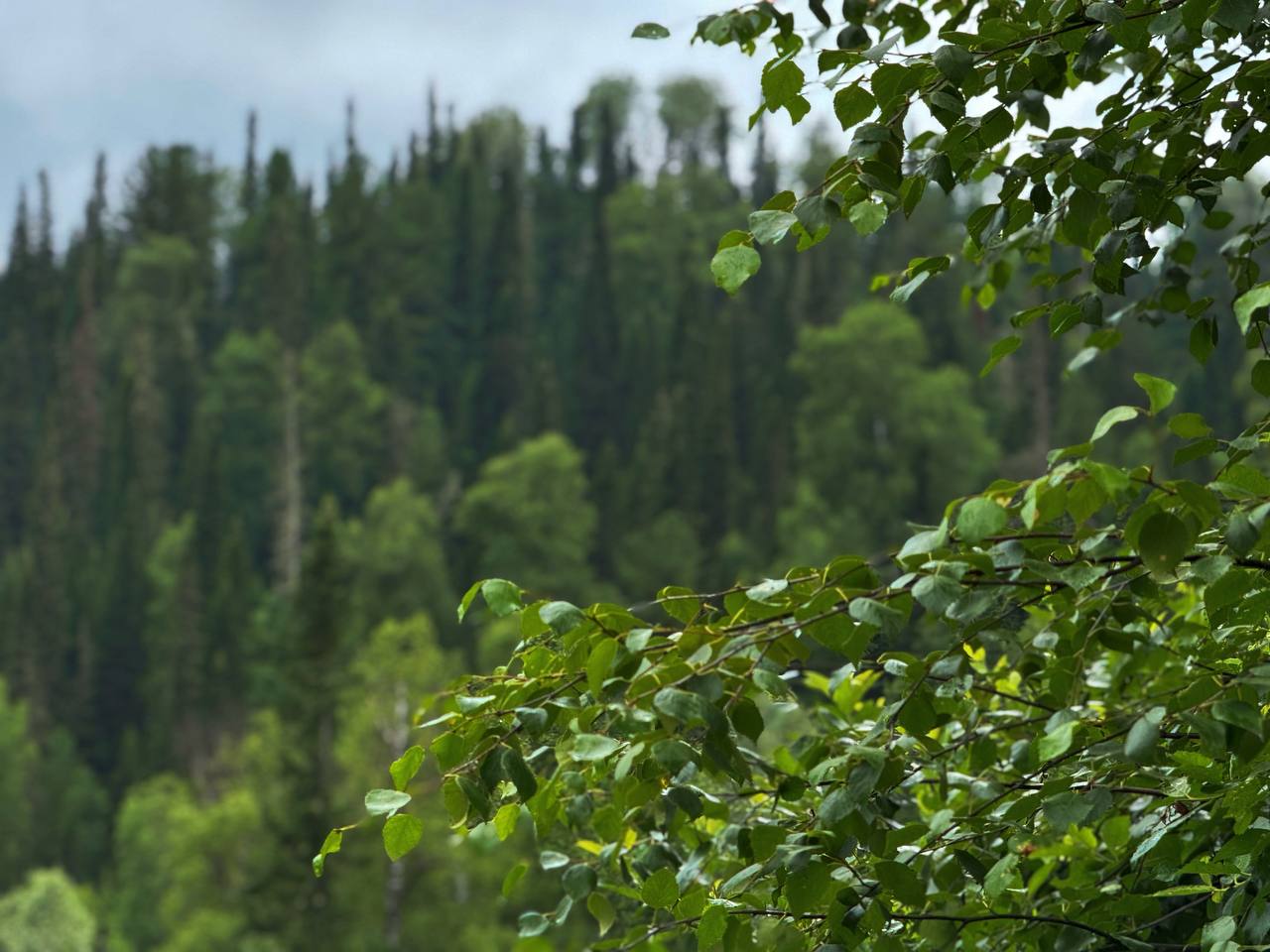 Фото Патынский Привал
