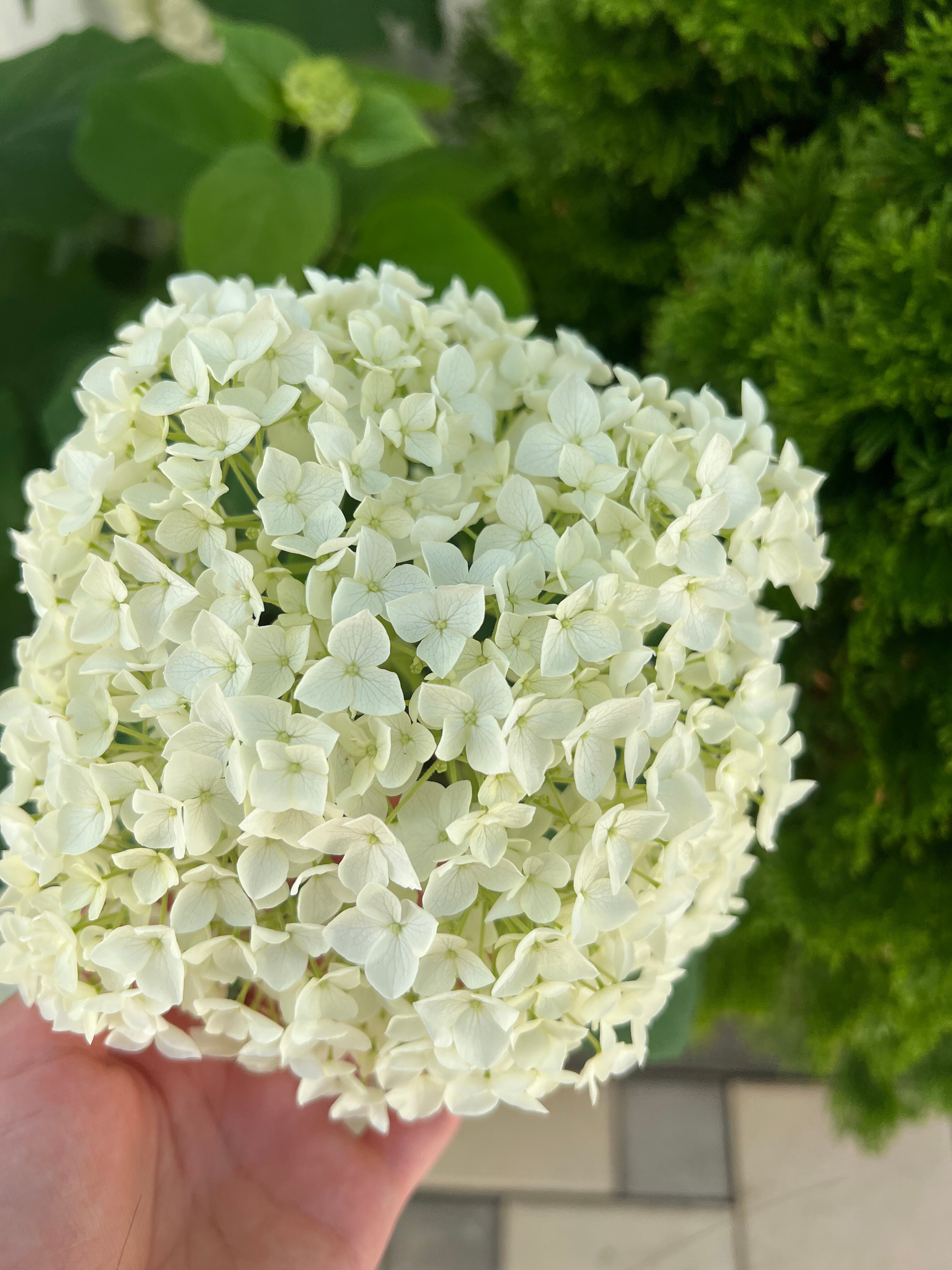 Фото Кассандра Палас