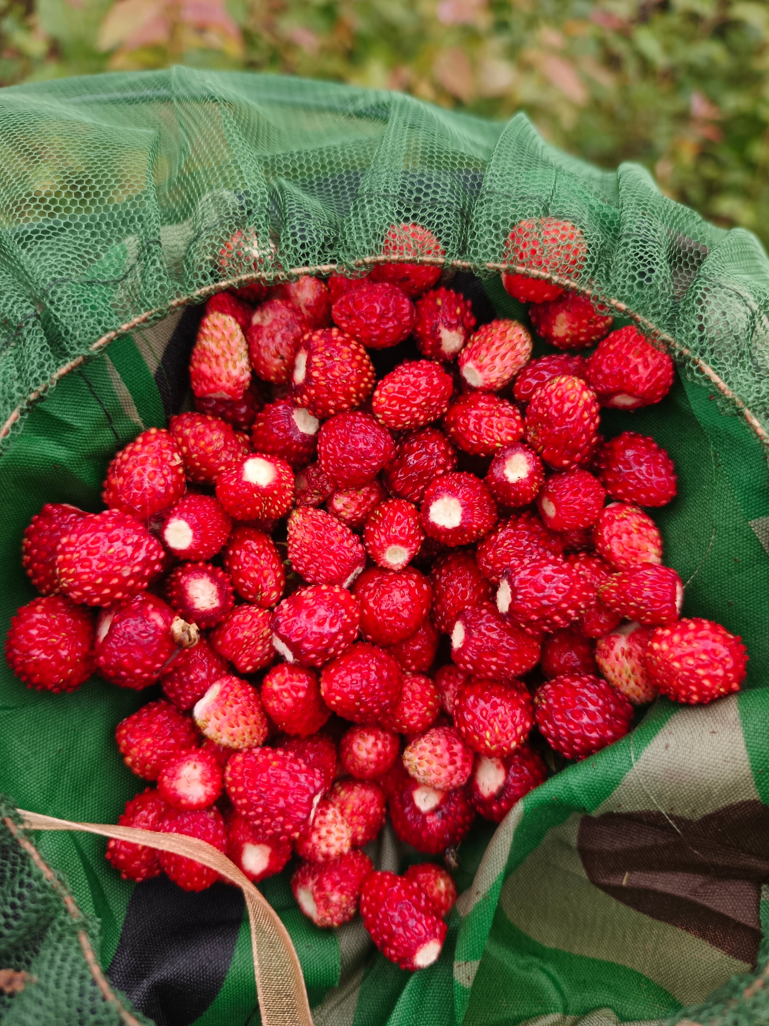 Фото Мыза Иногоща