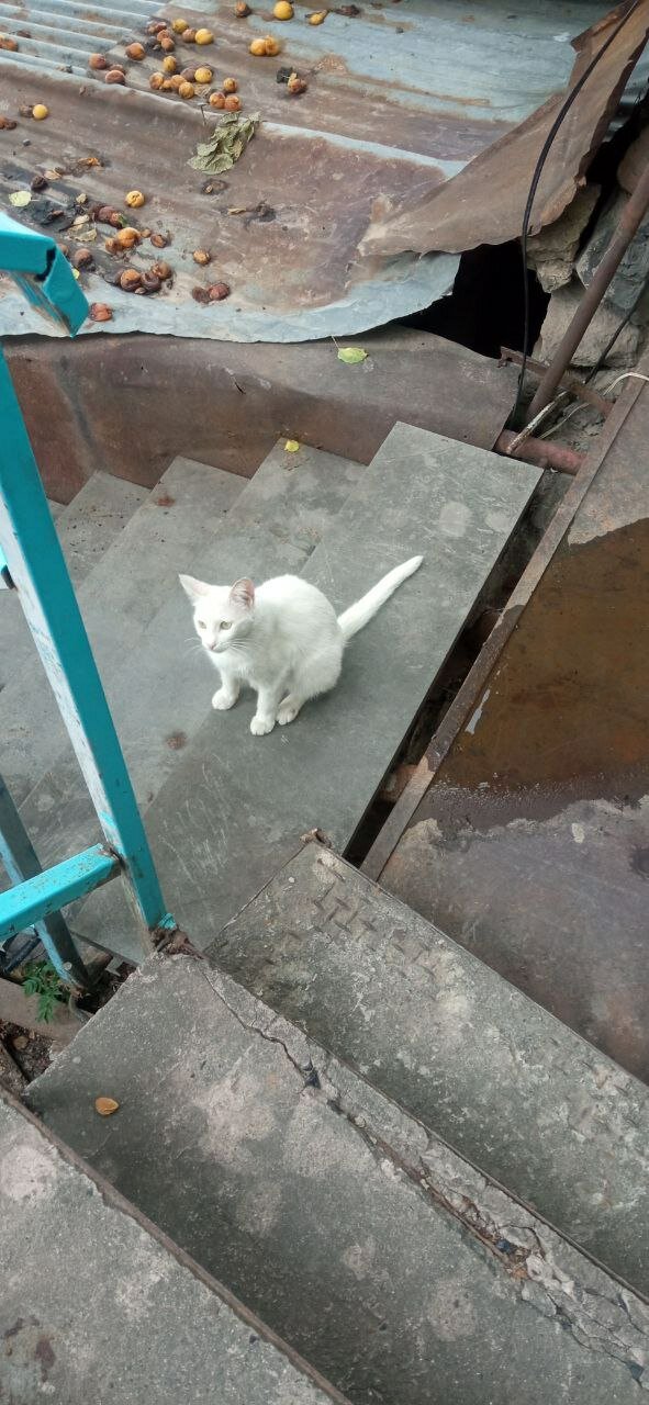 Фото Yoga Home Ретритный центр, гест-хаус и йога-студия в Ереване