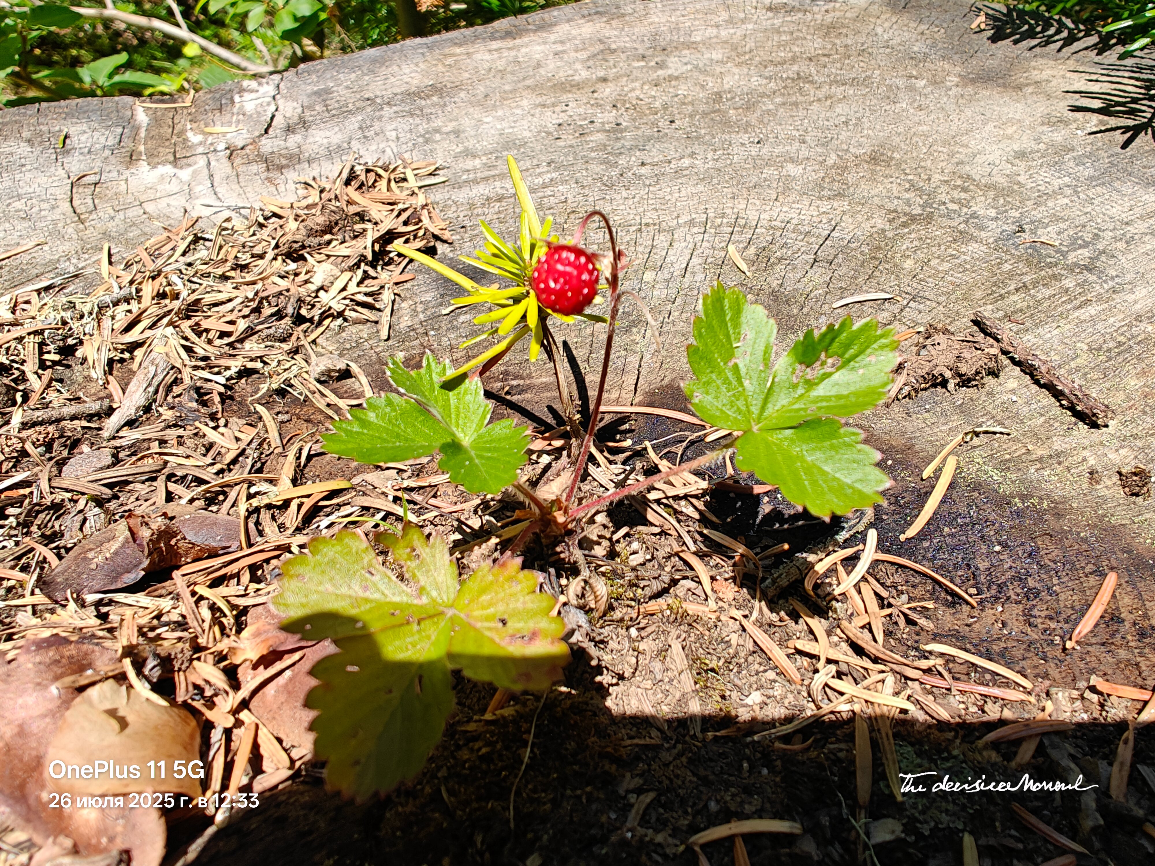 Фото Greenhouse 1599