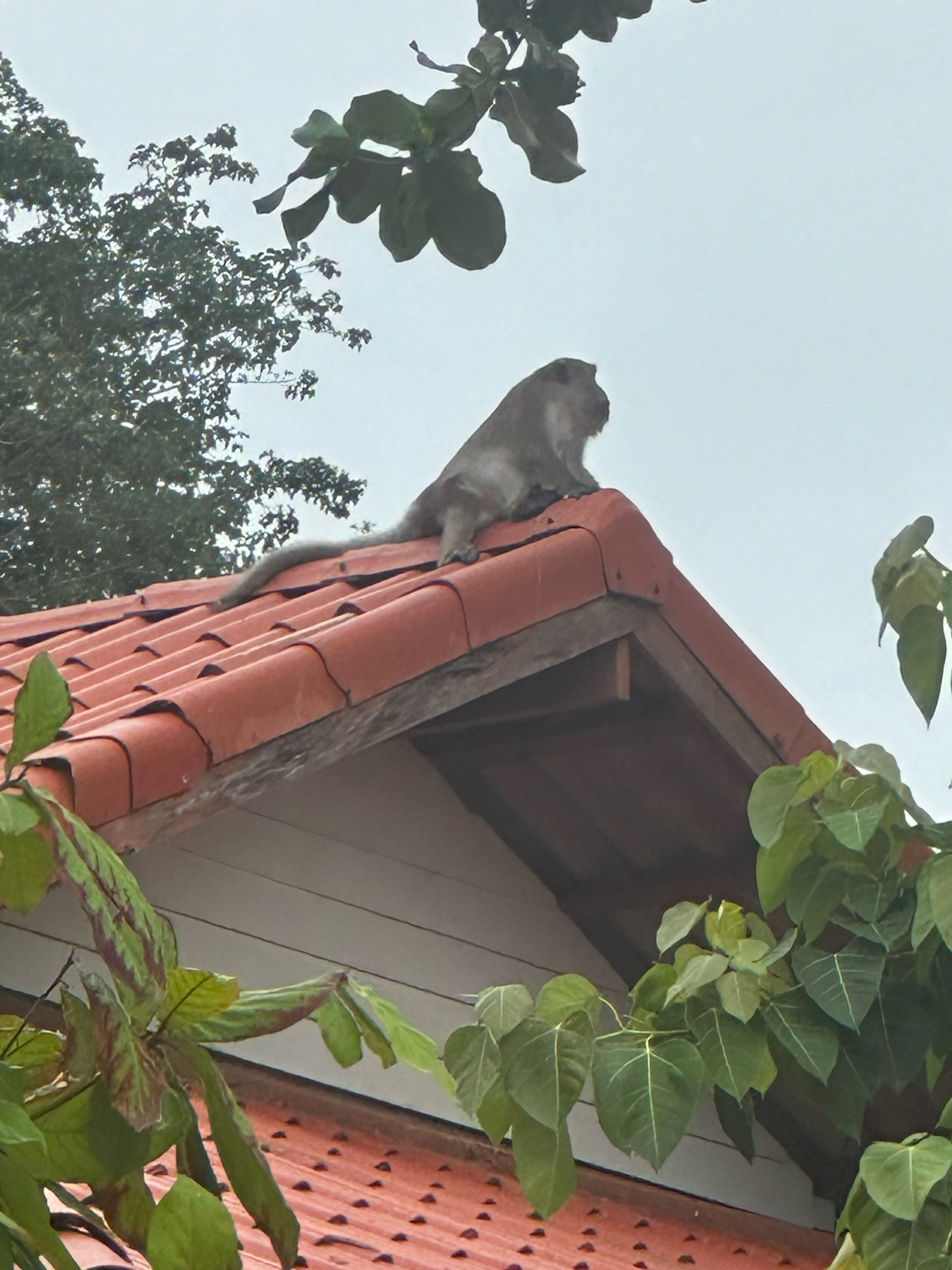 Фото Phi Phi Long Beach Resort & Villa