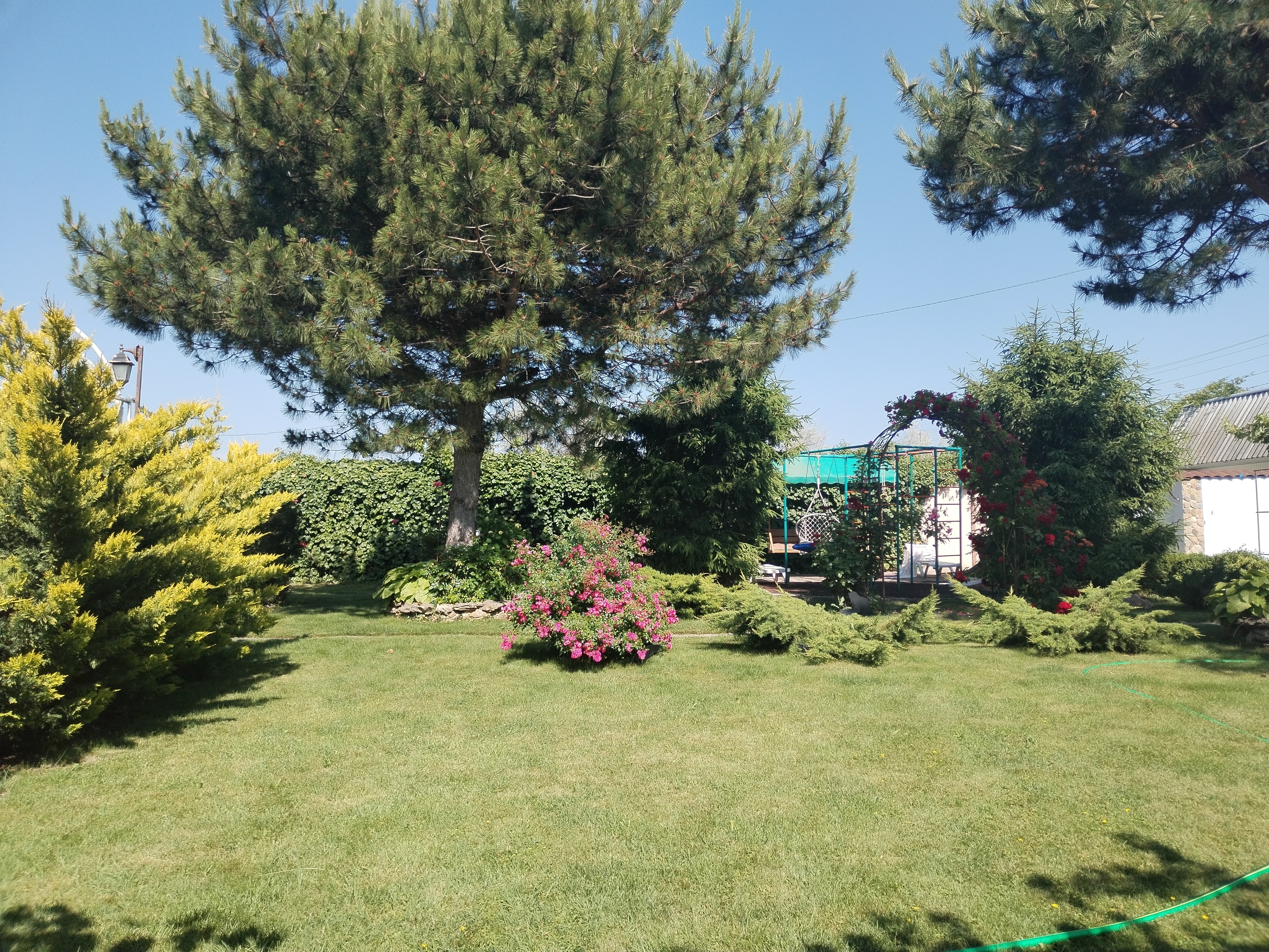 Фото Ивушка