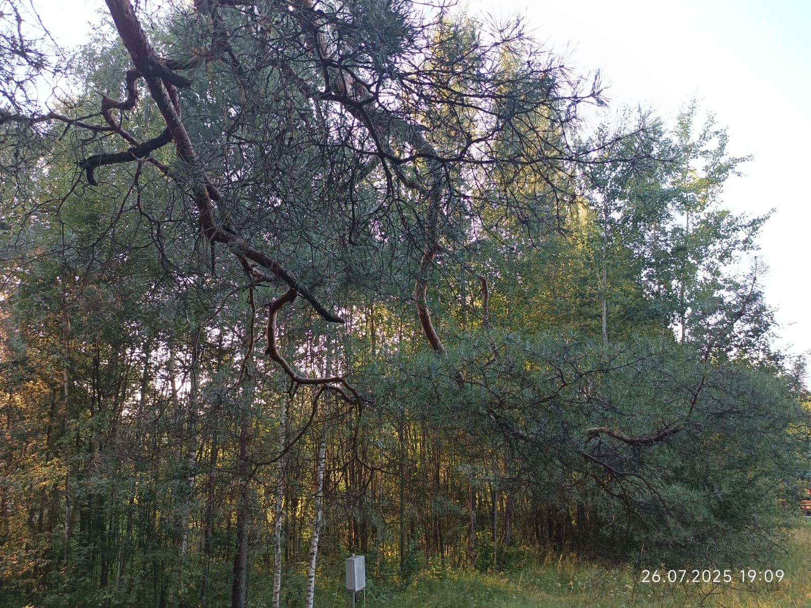 Фото Экодеревня Вековые Сосны