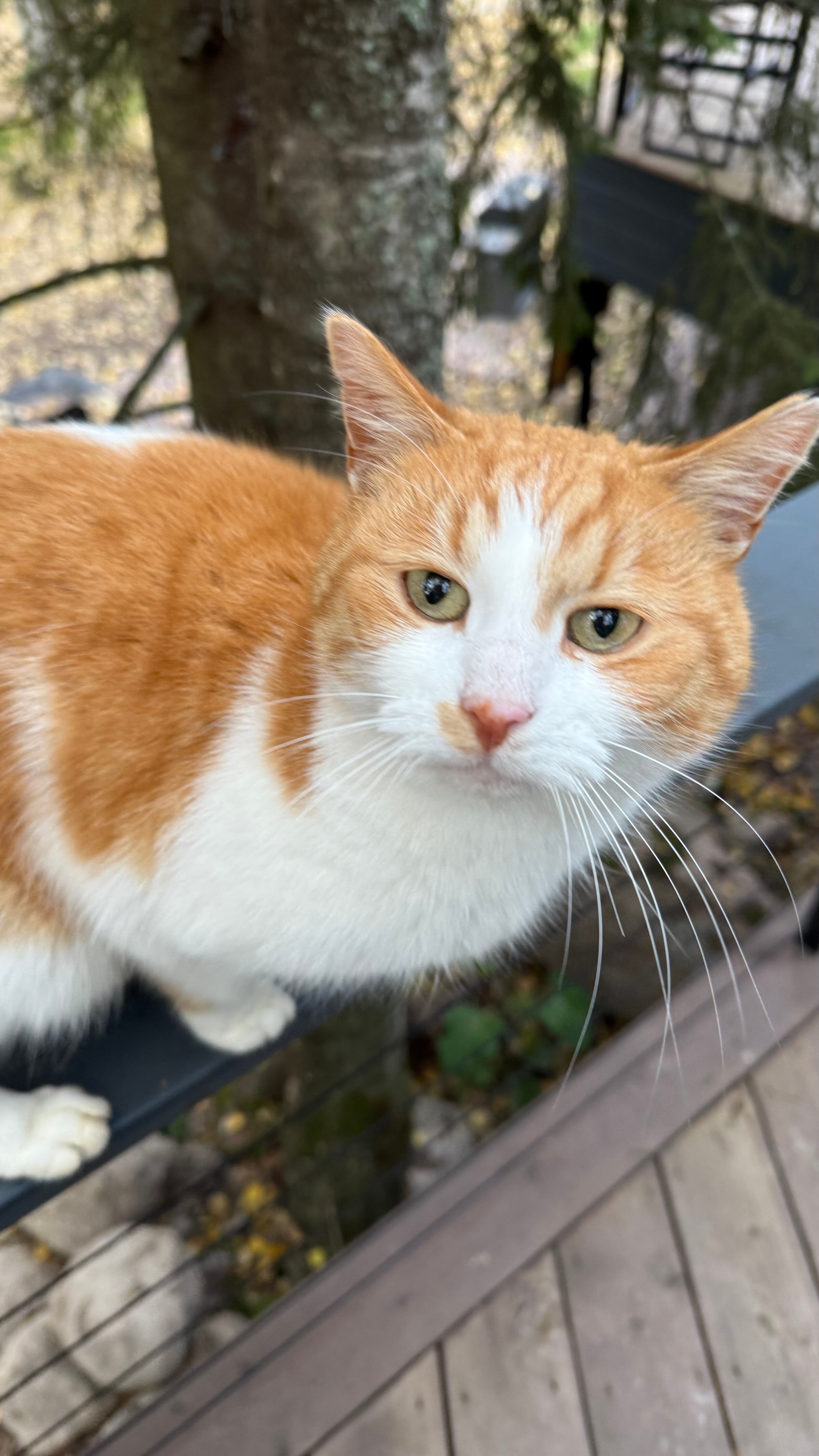 Фото Виллы White Resort Поляны Карелия