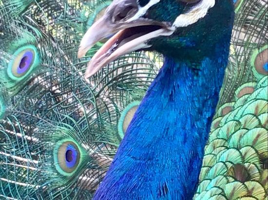 Фото Hotel Faranda Maya Caribe Cancún