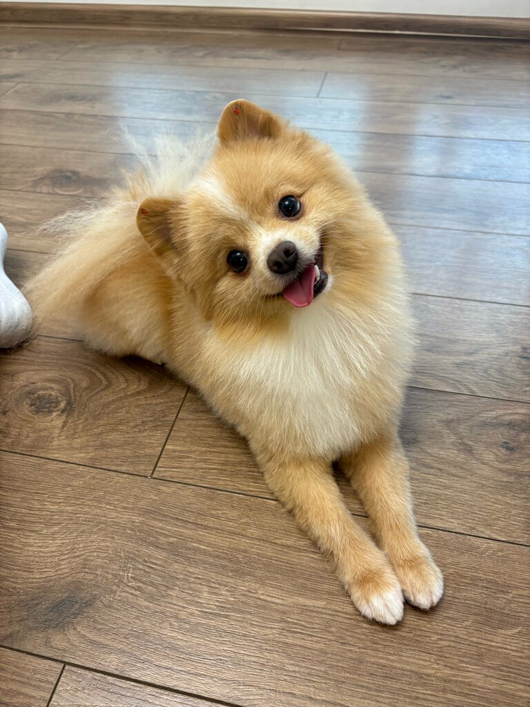 Pet salon Nika, Moscow, photo