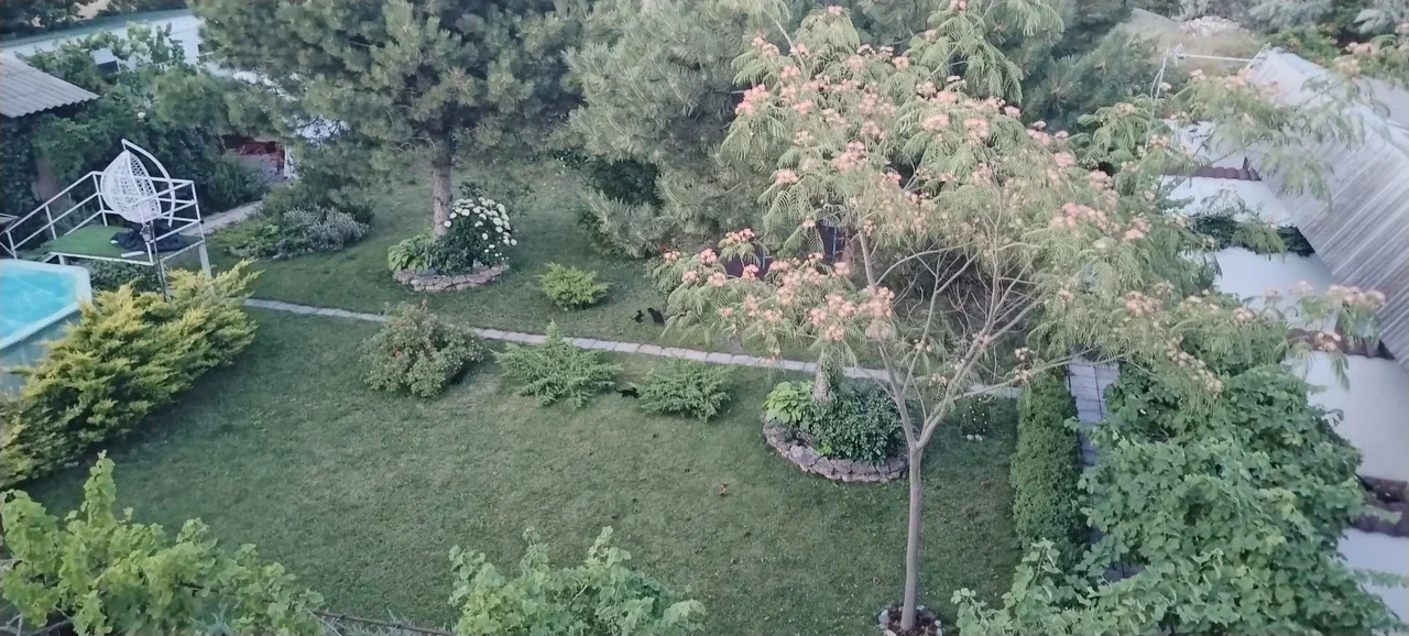 Фото Ивушка