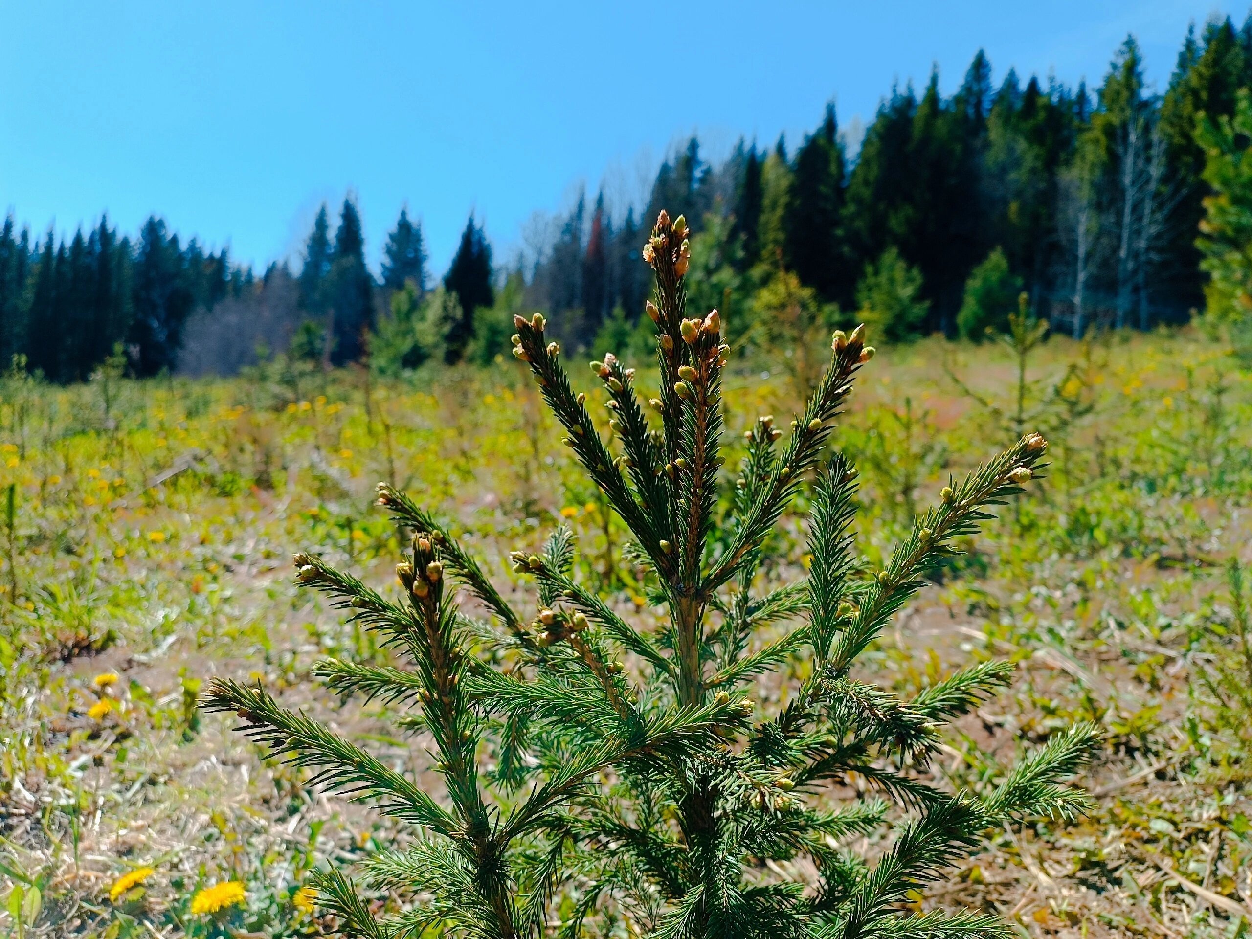 Фото СчастьеЛюбитТишину