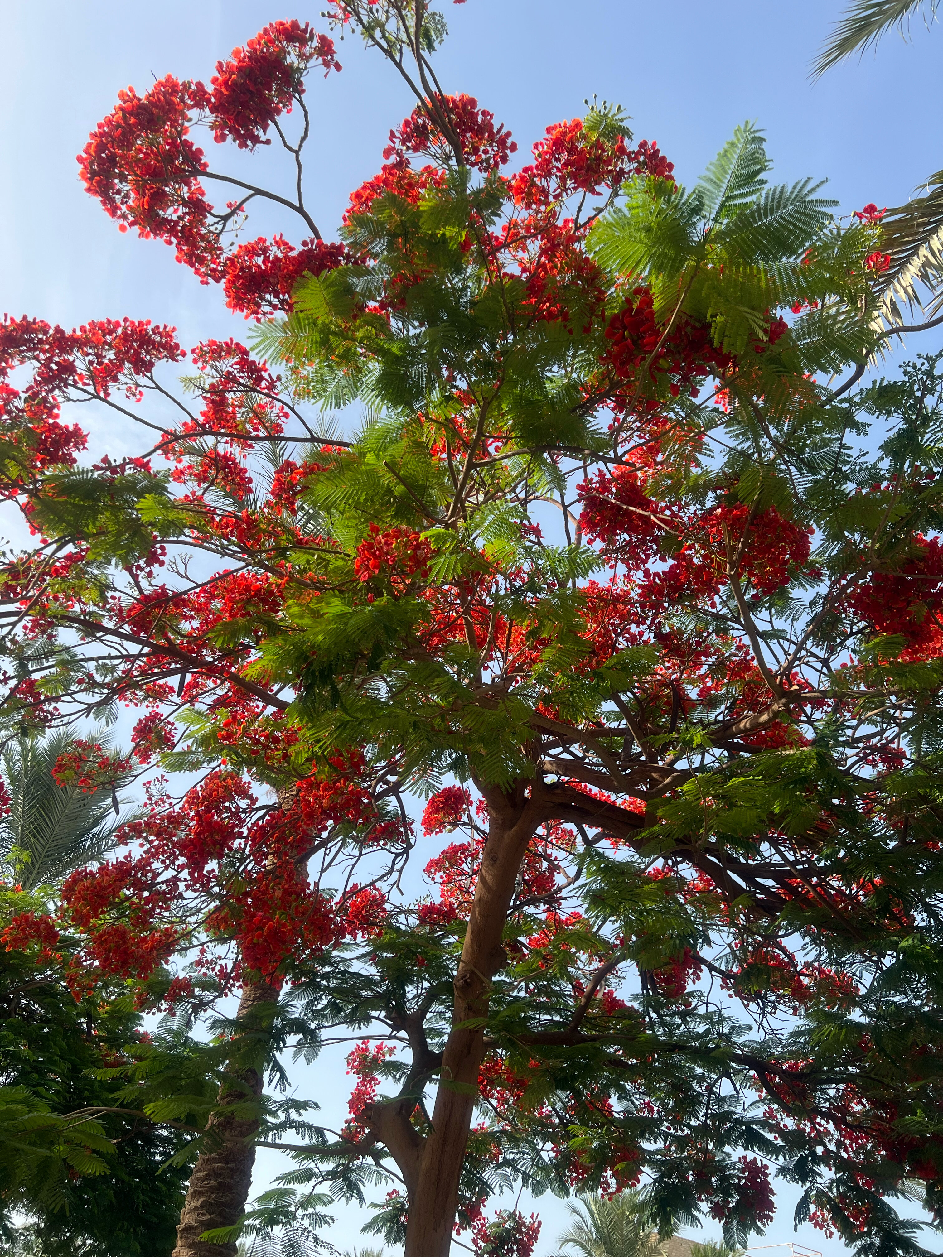 Фото Seagull Beach Resort