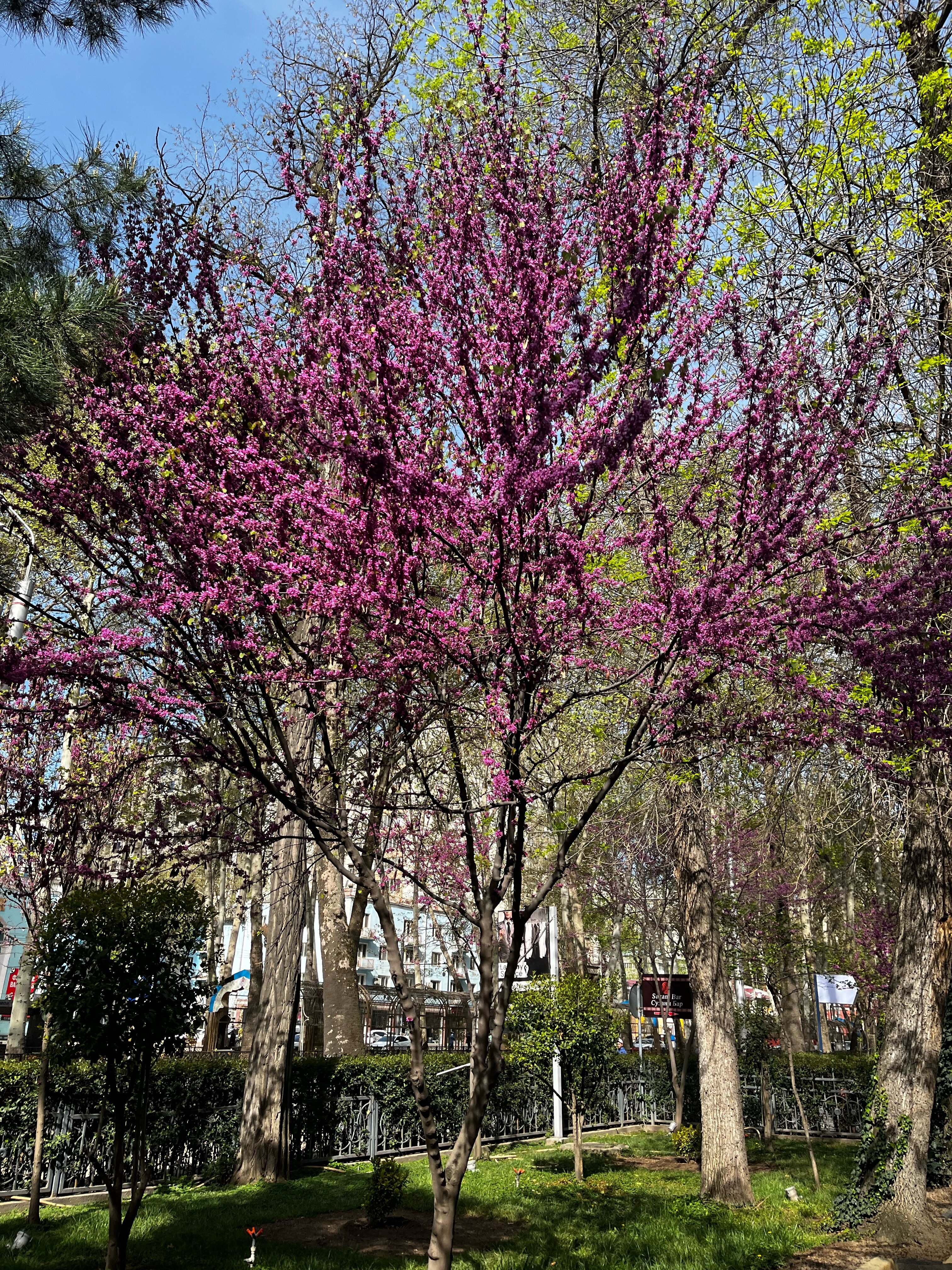 Фото Dushanbe Serena Hotel