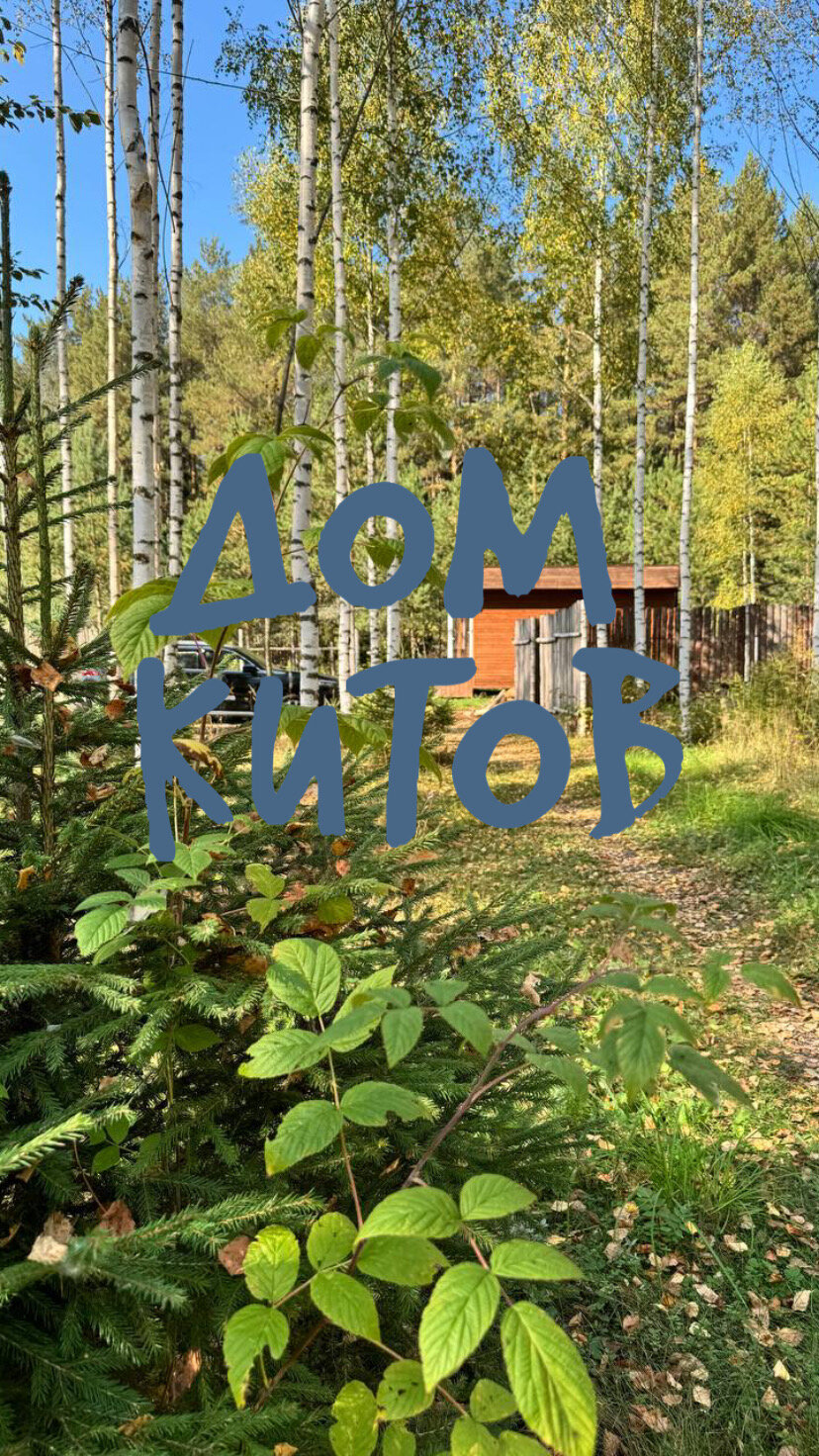 Фото Дом Китов