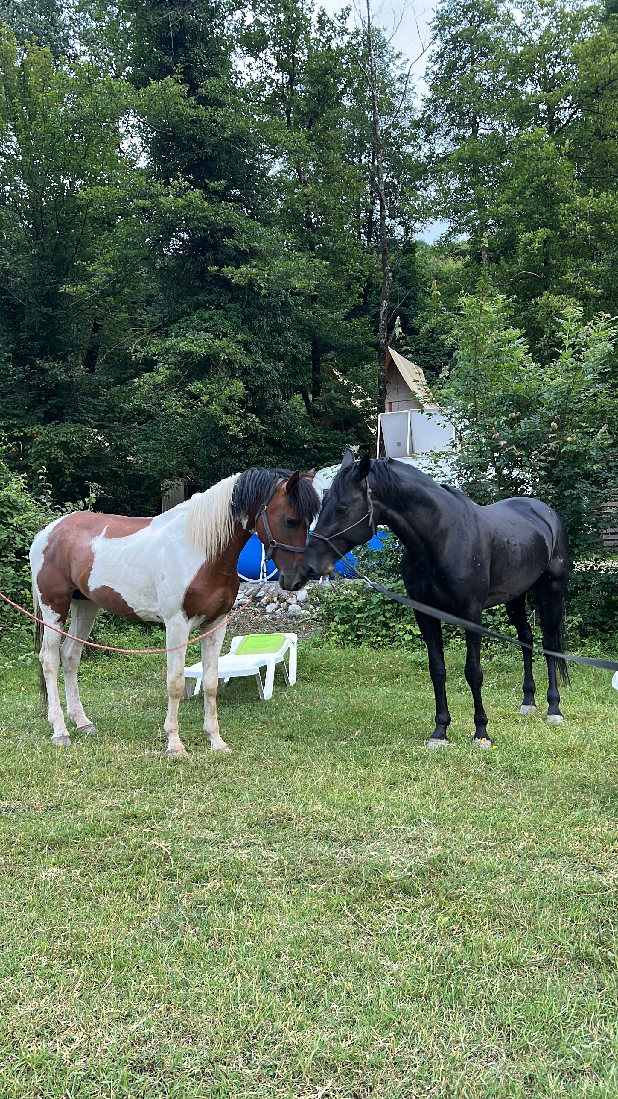Фото Южный Вайб Древо