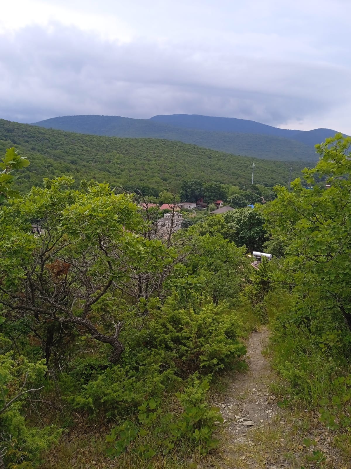 Фото Медовик