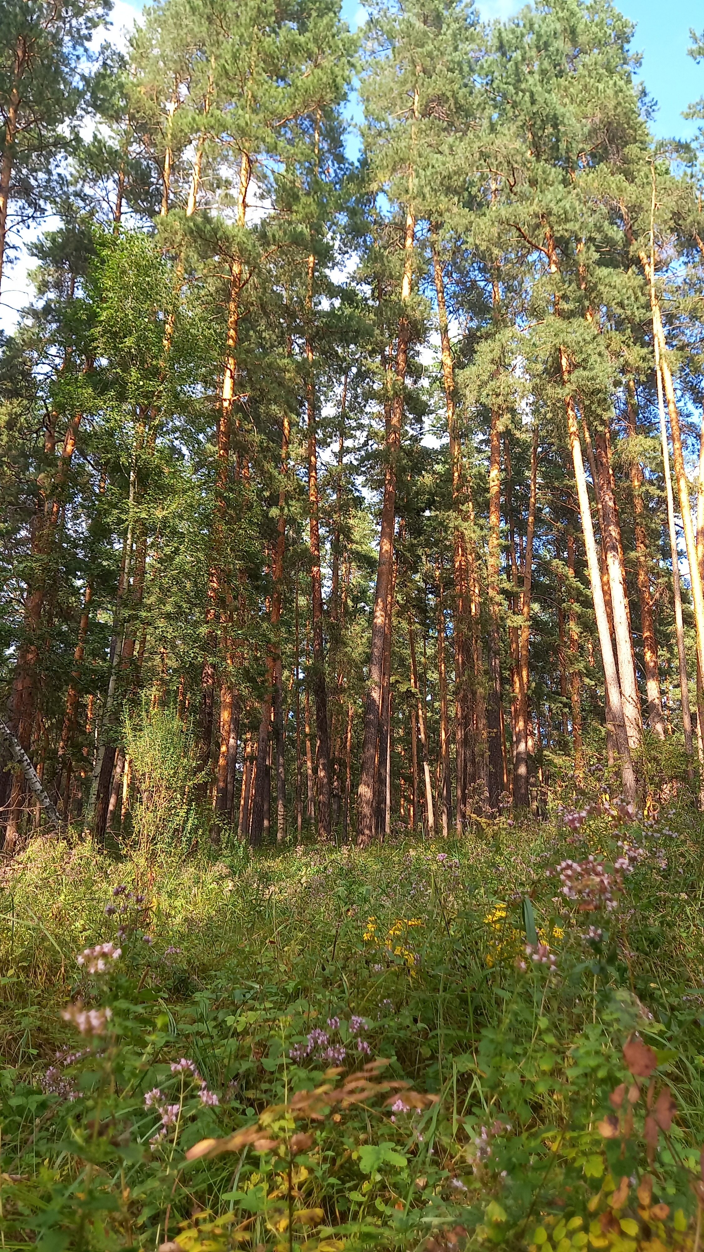 Фото Домвбору. ру