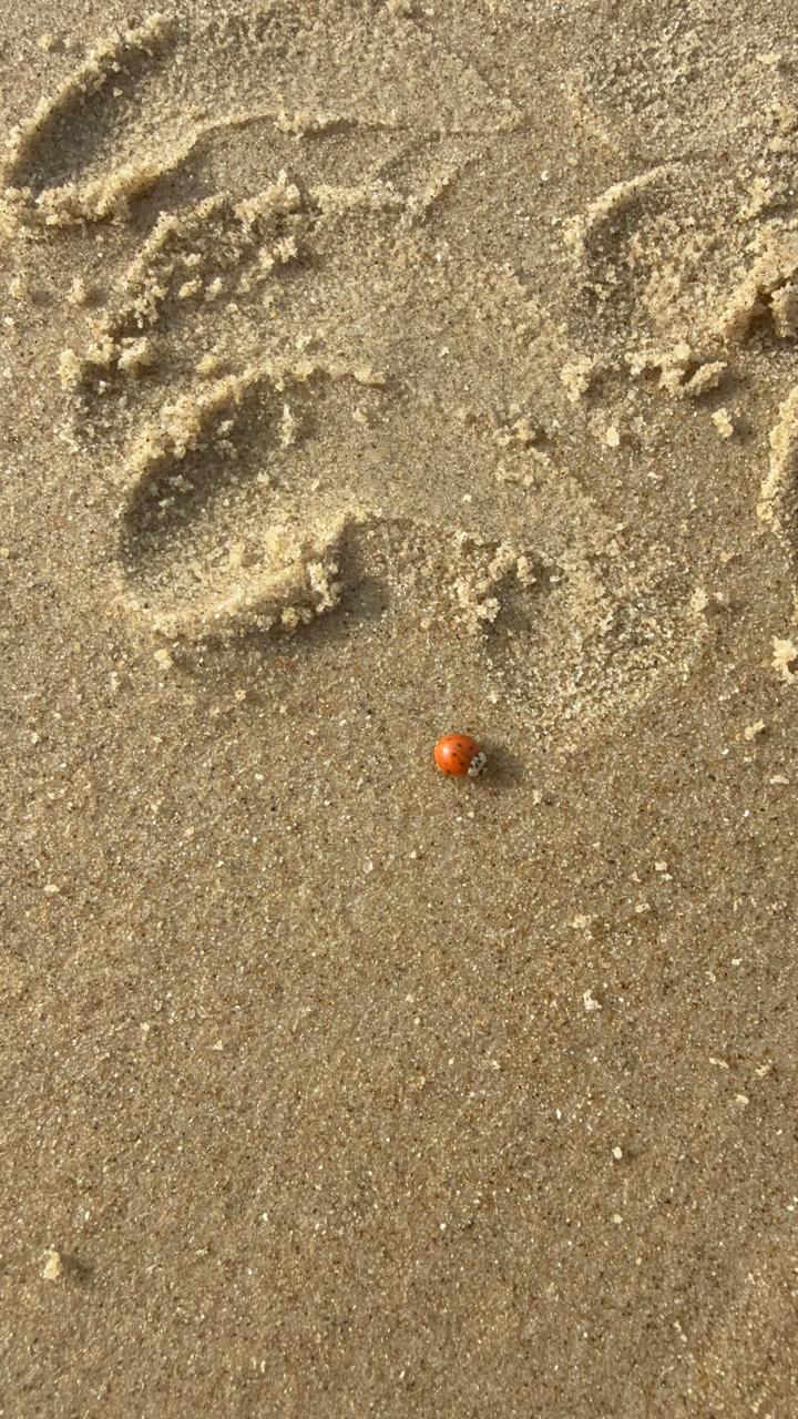 Фото Коттедж, море, дельфины