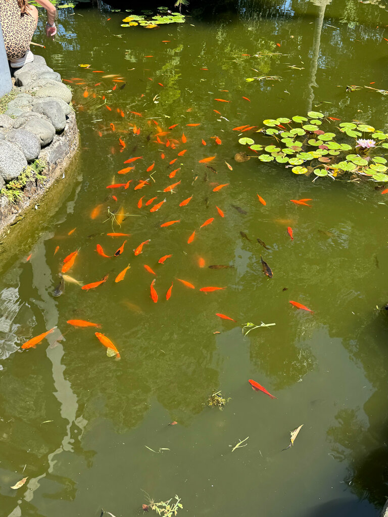 Place for picnic Место для пикника, Batumi, photo