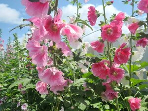 Гостиница Chifeng Yunji Future Boutique Hotel