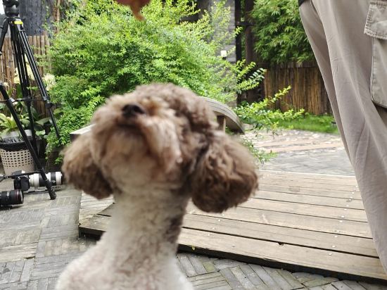 Фото Green Sleeves