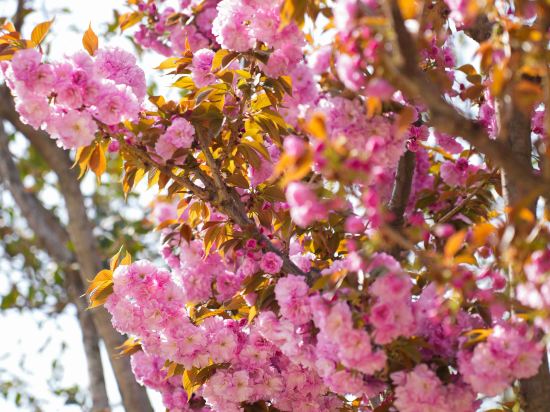 Фото 49132333548