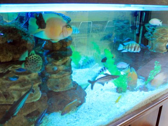 Фото Hotel São Paulo Inn by Nacional Inn