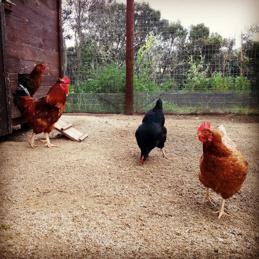 Фото Tenuta Petra Bianca