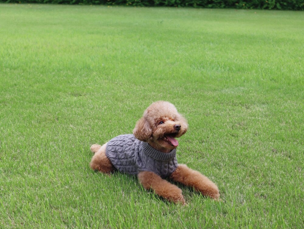 Фото Maison Glad Jeju