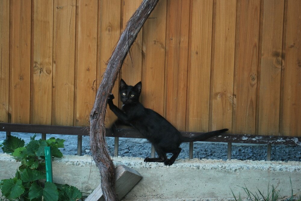 Фото Hotel Old Borjomi