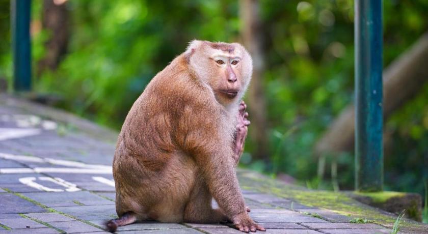 Фото Holland Resort Phuket