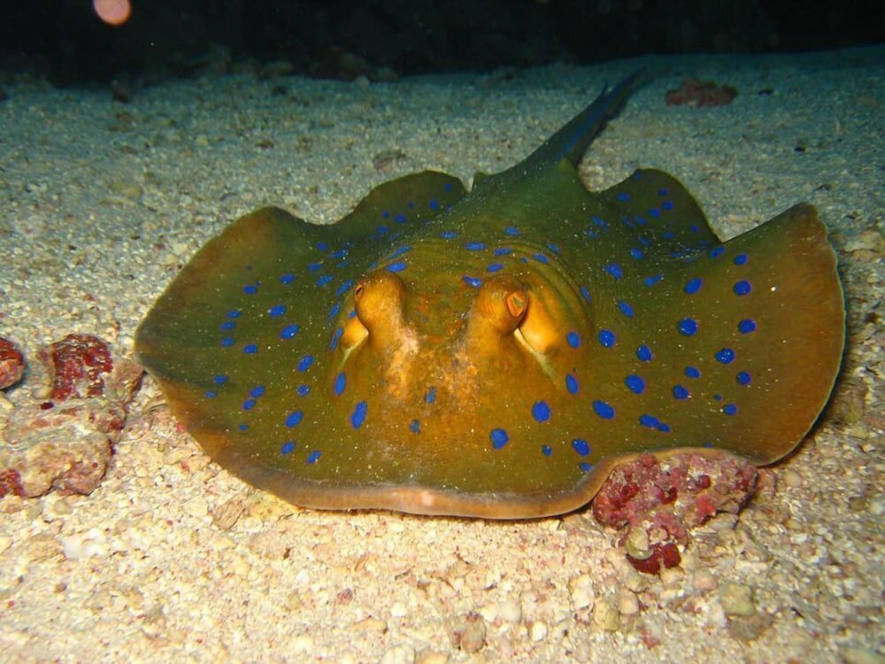 Фото The Oberoi Beach Resort Sahl Hasheesh