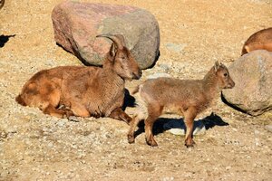 Гостиница ibis Tallinn Center