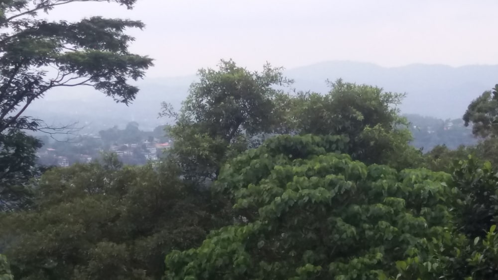 Фото Ka Mario Guesthouse