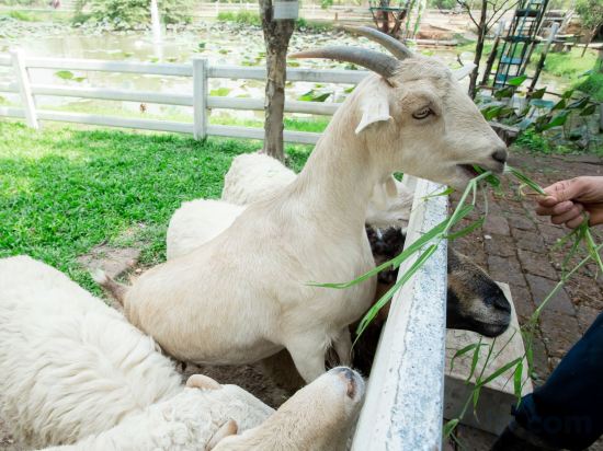 Фото Jirung Health Village