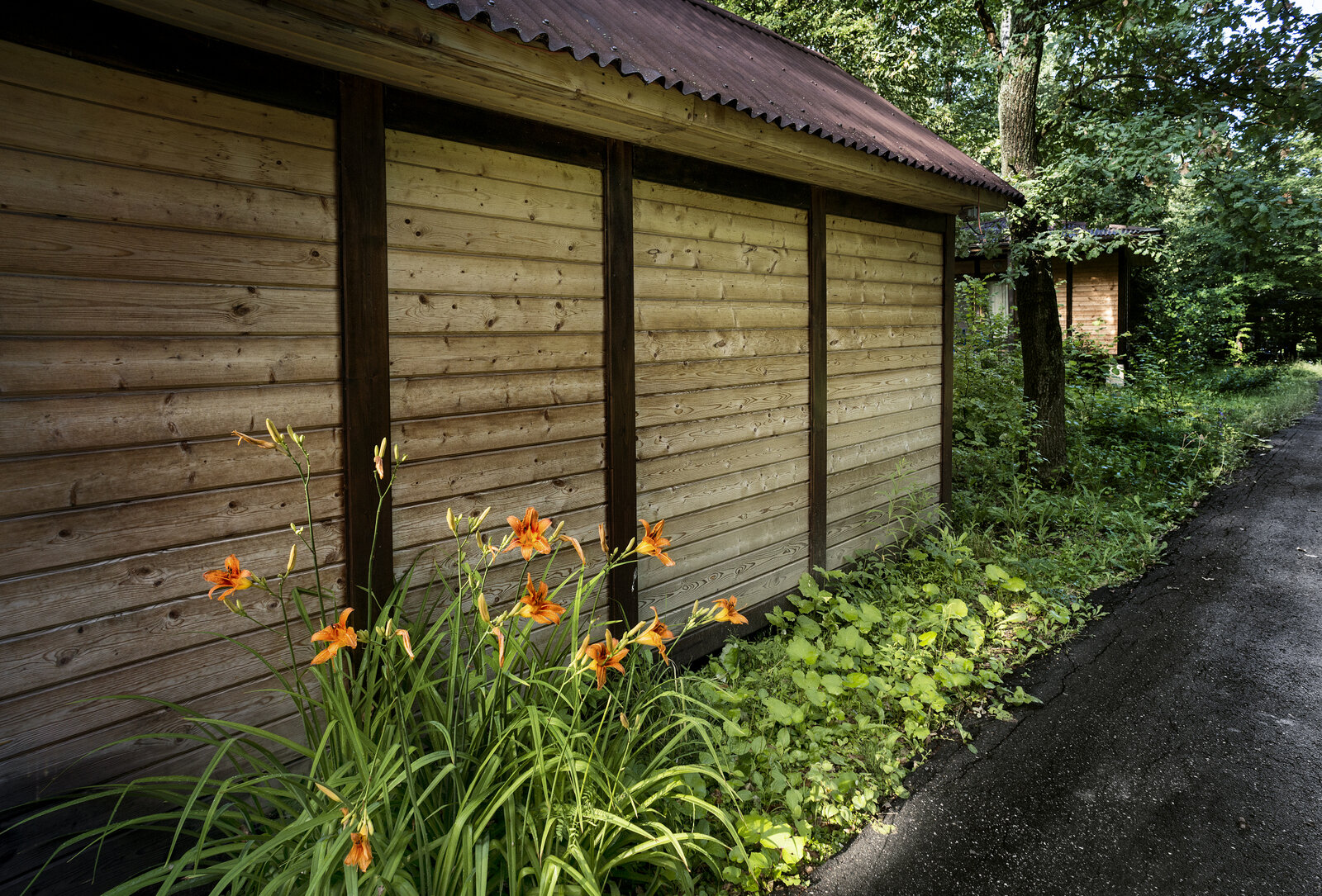 Фото Фореста Фестиваль Парк