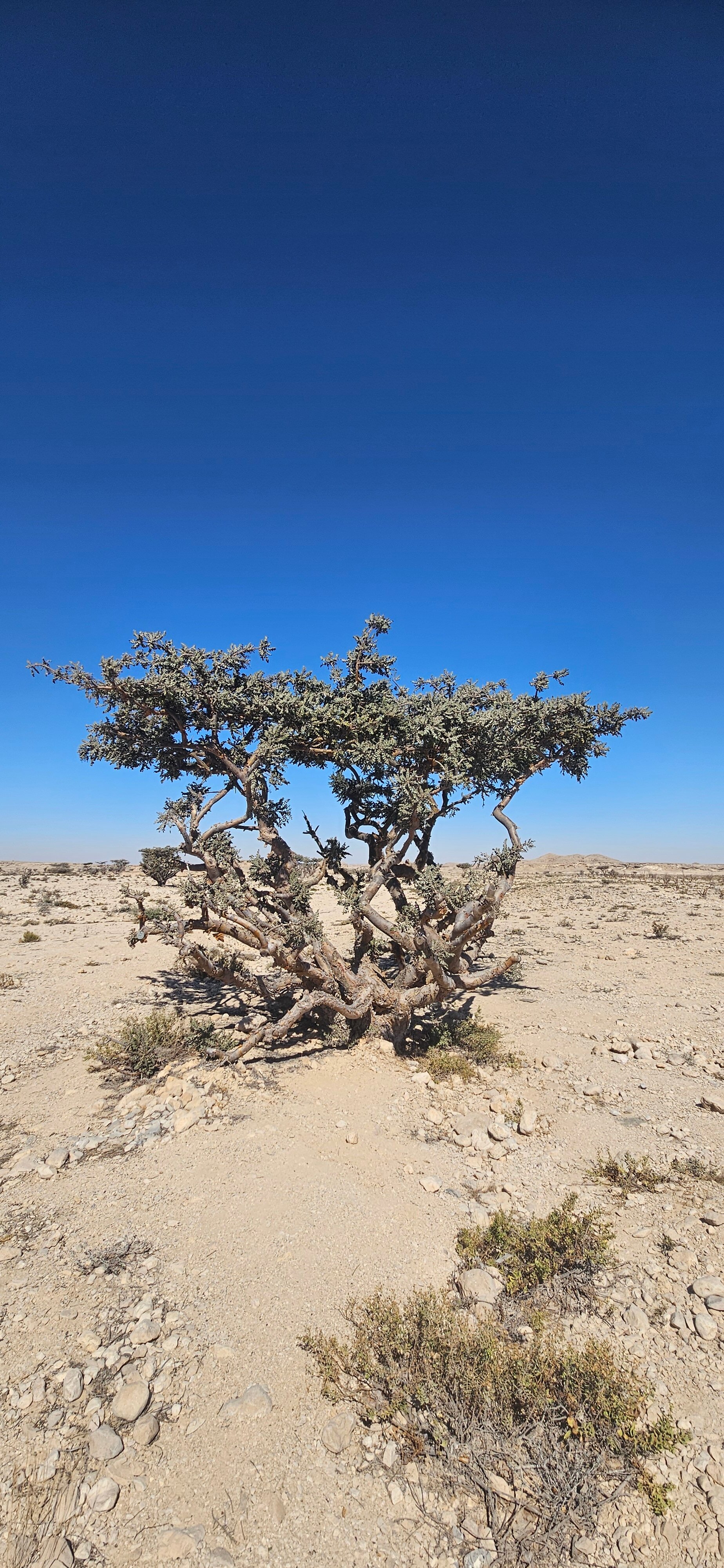 Фото Пляжный курорт Салала