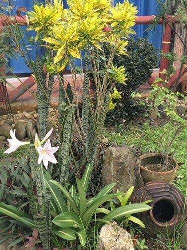 Гостиница Zacona Eco-Resort & Biblical Garden в Сан-Пабло