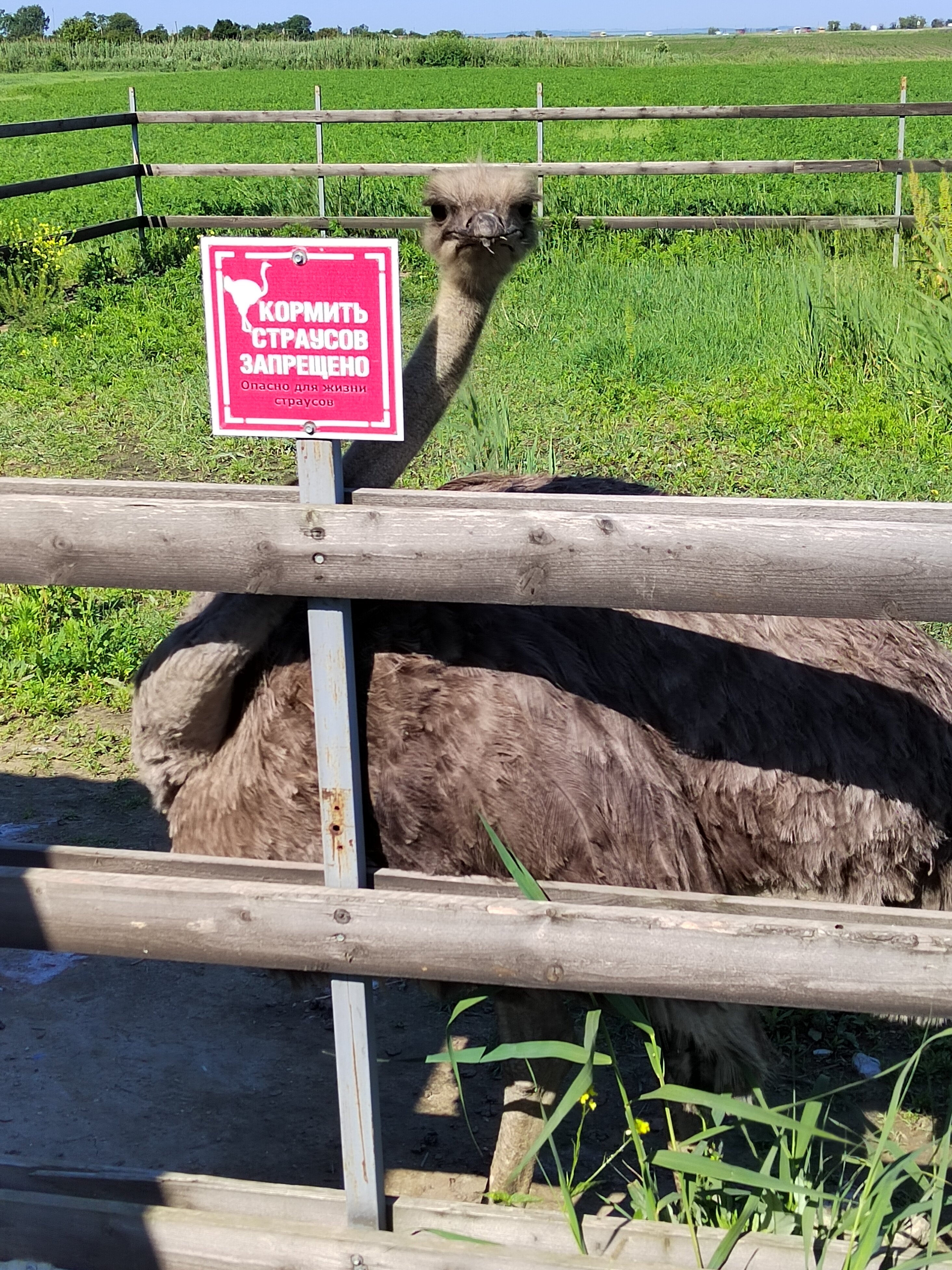 Фото Анастасиевская