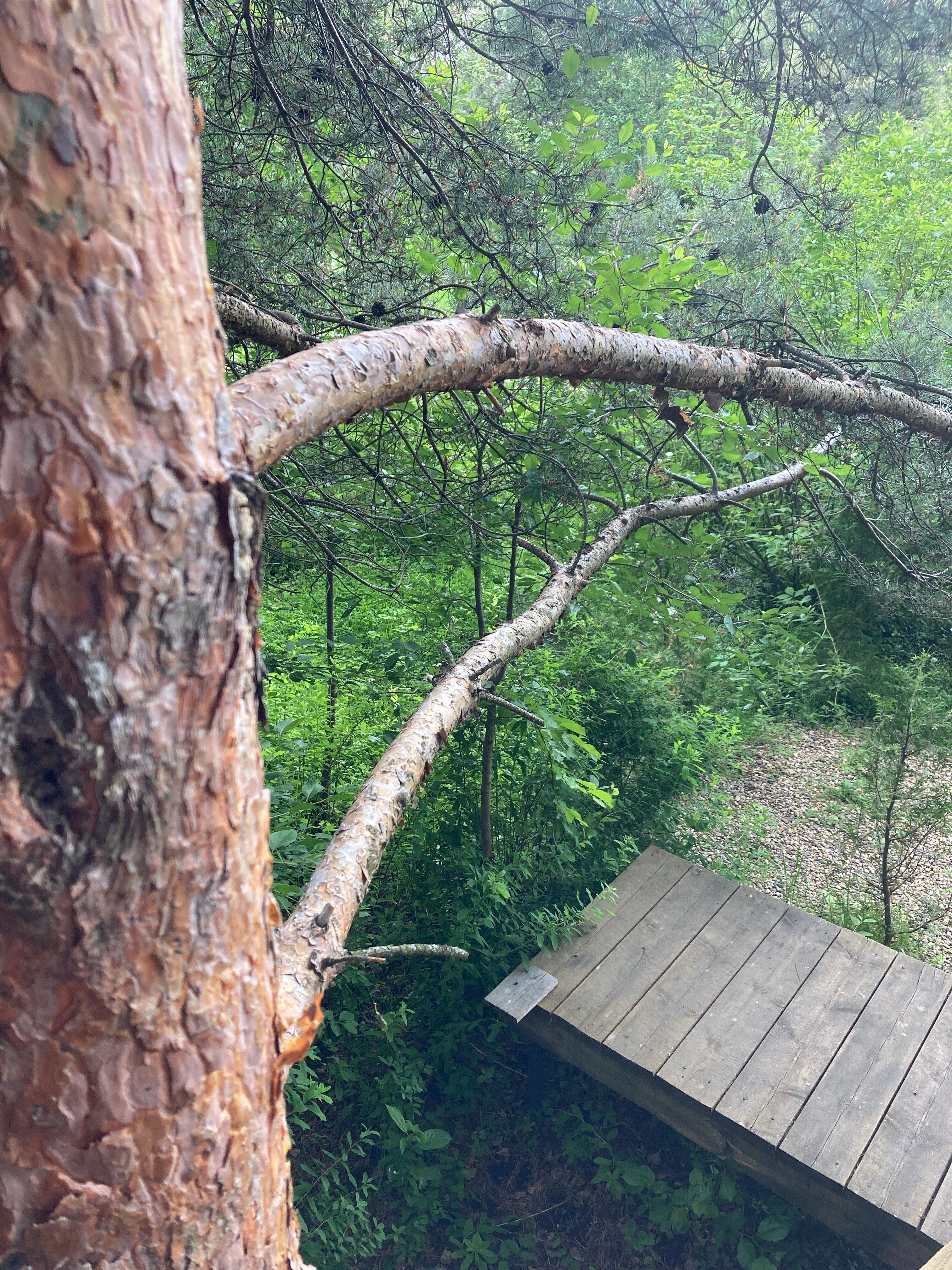 Фото Дом на дереве