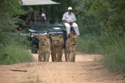 Отель Shiduli Private Game Lodge