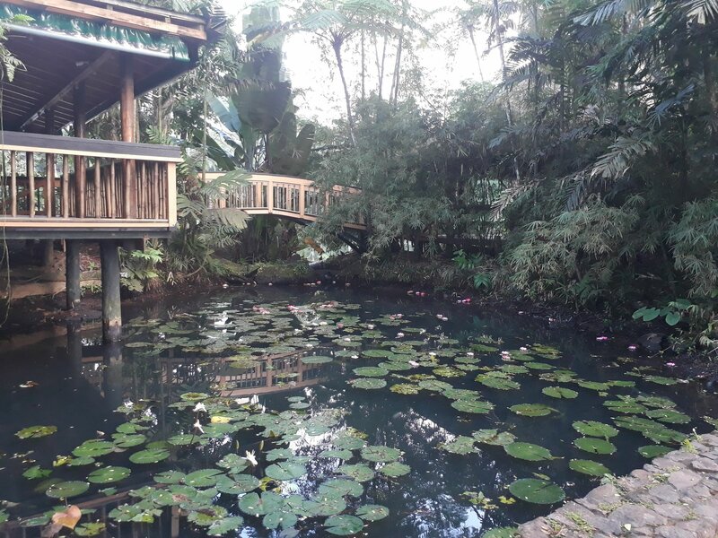 Гостиница Rainforest Eco Lodge