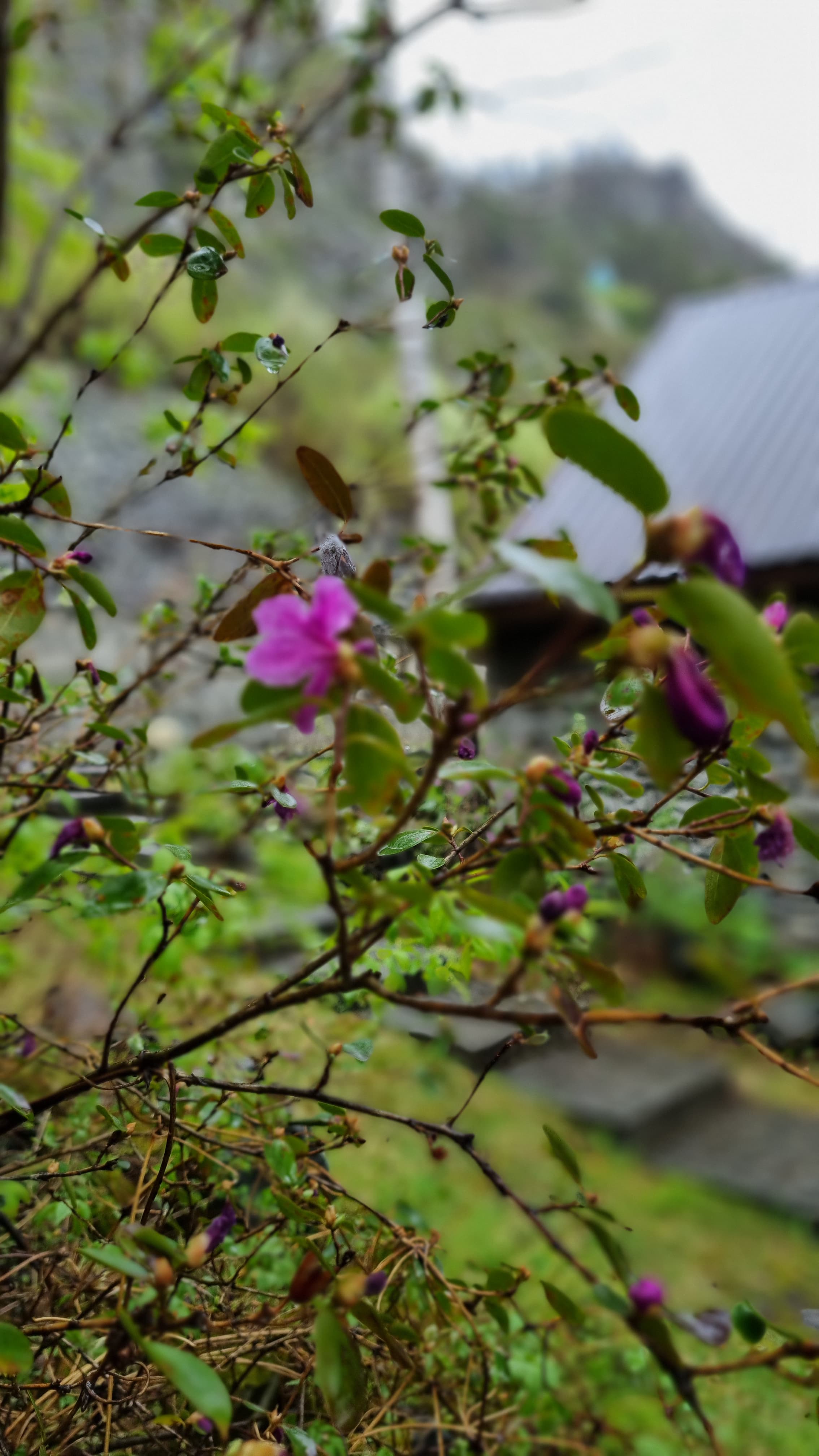 Фото Усадьба Алтын Торбок