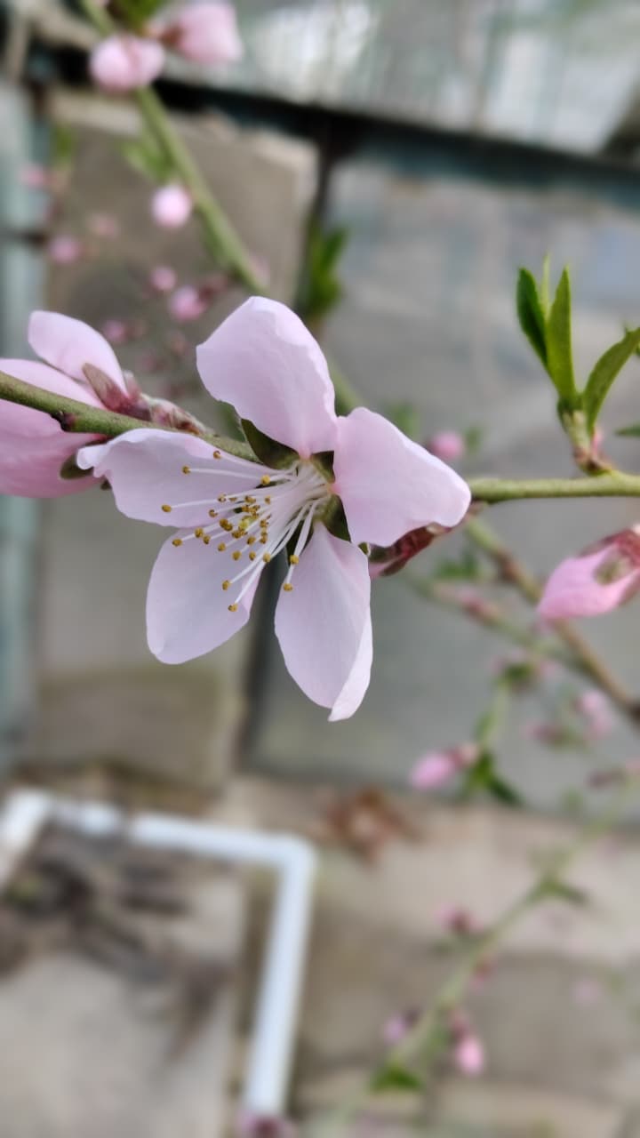 Фото Фазенда