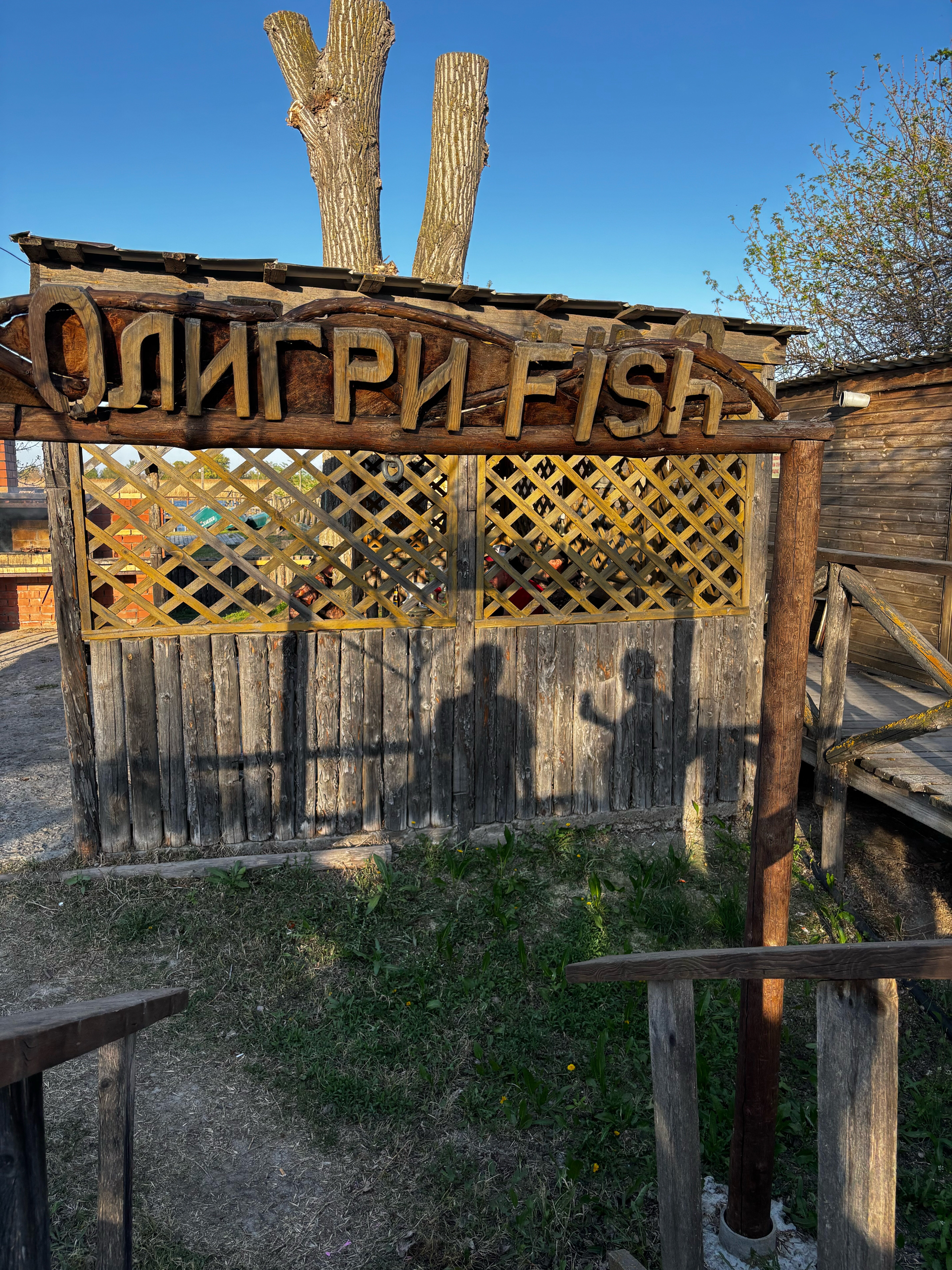 Фото Олигри Fish