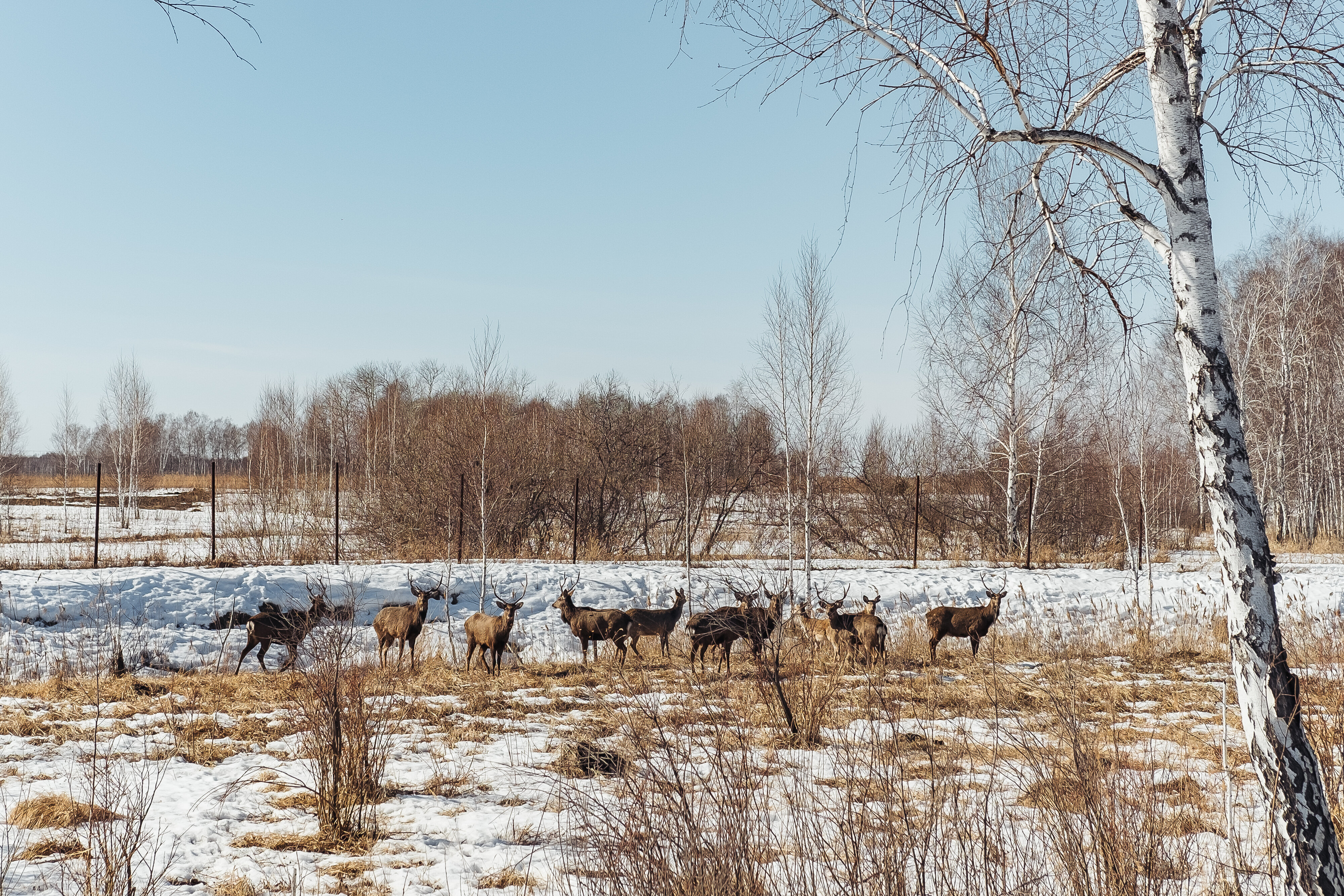 Фото Эко Усадьба Охотничья заимка