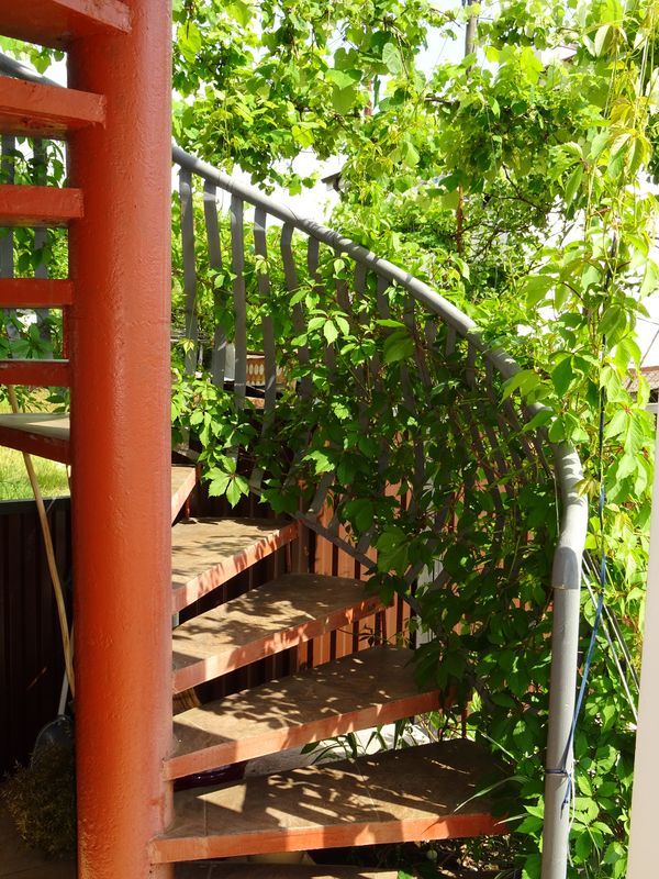 Фото Даутия