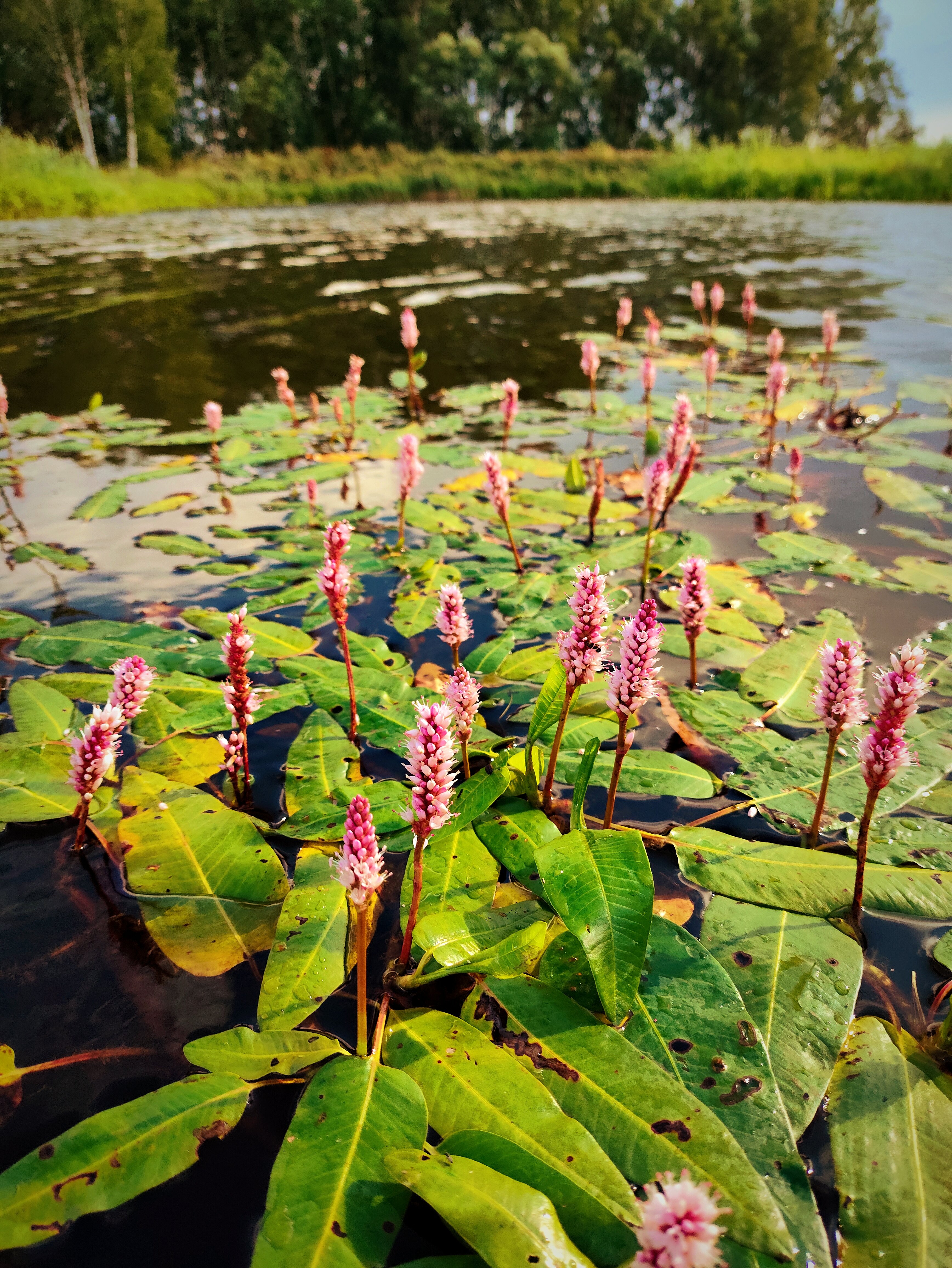 Фото Лаки Лейк