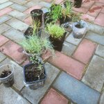 Ip Zhdanova Ye. A. (selo Mayma, Altayskaya ulitsa, 6), gardening shop